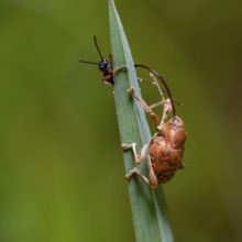 Acorn weevil with other small beetle at the top of a grass leaf