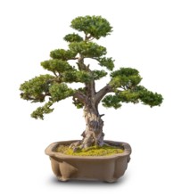 Bonsai tree in white back with shadow