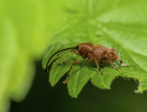Sideways shot of a acorn weevil resting on a green leaf