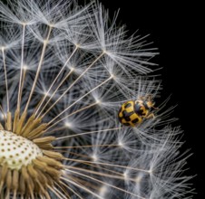 Macro shot of remaining attached dandelion seeds on partly bald flower head including a p-14 lady