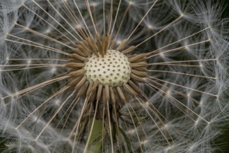 Macro shot of remaining attached dandelion seeds on partly bald flower head