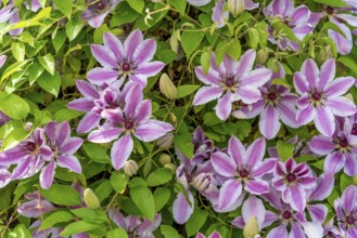 Full frame showing a bicolor white and pink flowering clematis plant