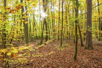 Colorful sunny autumn forest scenery seen around Hardheim, a municipality in the district of