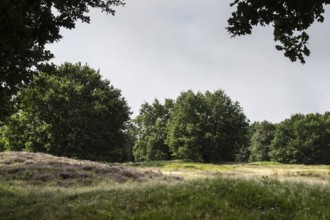 Mansenberge barrow cemetery, woodland with old English oaks (Quercus robur), Emsland, Lower Saxony,