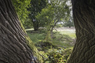 Mansenberge barrow cemetery, woodland with old English oaks (Quercus robur), Emsland, Lower Saxony,