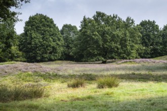 Mansenberge barrow cemetery, woodland with old English oaks (Quercus robur), Emsland, Lower Saxony,