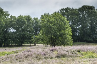 Mansenberge barrow cemetery, woodland with old English oaks (Quercus robur), Emsland, Lower Saxony,