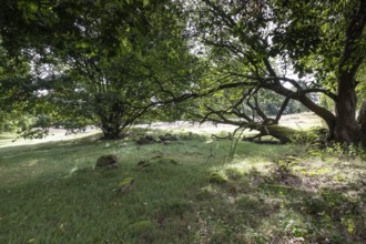 Mansenberge barrow cemetery, woodland with old English oaks (Quercus robur), Emsland, Lower Saxony,
