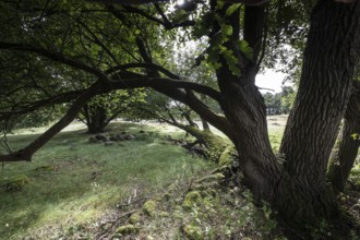 Mansenberge barrow cemetery, woodland with old English oaks (Quercus robur), Emsland, Lower Saxony,