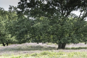 Mansenberge barrow cemetery, woodland with old English oaks (Quercus robur), Emsland, Lower Saxony,