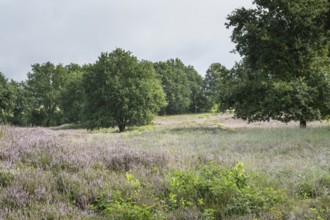 Mansenberge barrow cemetery, woodland with old English oaks (Quercus robur), Emsland, Lower Saxony,