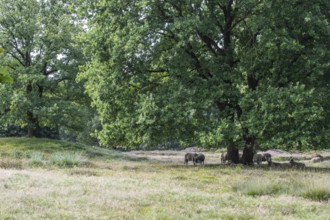 Bentheimer Landschafe (Ovis gmelini) in the burial mound Mansenberge, woodland with old English