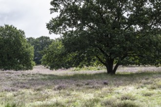 Mansenberge barrow cemetery, woodland with old English oaks (Quercus robur), Emsland, Lower Saxony,
