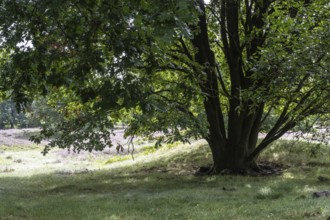 Mansenberge barrow cemetery, woodland with old English oaks (Quercus robur), Emsland, Lower Saxony,