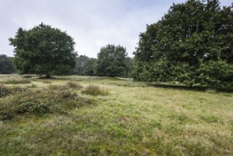 Mansenberge barrow cemetery, woodland with old English oaks (Quercus robur), Emsland, Lower Saxony,