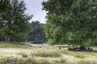 Bentheimer Landschafe (Ovis gmelini) in the burial mound Mansenberge, woodland with old English