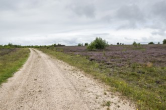 Heathland (Calluna vulgaris), Emsland, Lower Saxony, Germany