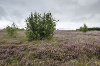 Heathland (Calluna vulgaris), Emsland, Lower Saxony, Germany