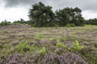 Heathland (Calluna vulgaris), Emsland, Lower Saxony, Germany
