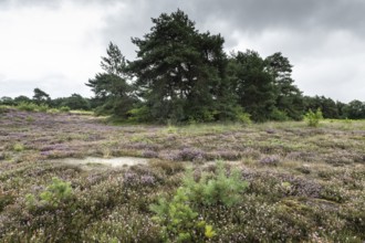 Heathland (Calluna vulgaris), Emsland, Lower Saxony, Germany