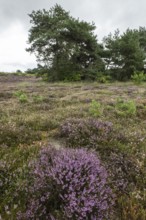 Heathland (Calluna vulgaris), Emsland, Lower Saxony, Germany