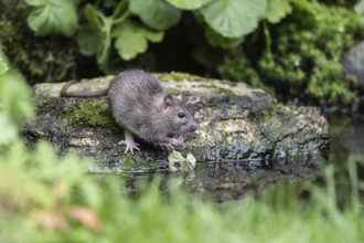 Norway rat (Rattus norvegicus), Emsland, Lower Saxony, Germany