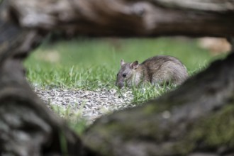 Norway rat (Rattus norvegicus), Emsland, Lower Saxony, Germany