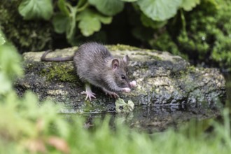 Norway rat (Rattus norvegicus), Emsland, Lower Saxony, Germany