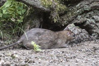 Norway rat (Rattus norvegicus), Emsland, Lower Saxony, Germany