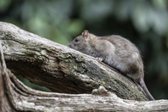 Norway rat (Rattus norvegicus), Emsland, Lower Saxony, Germany