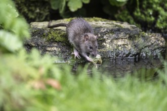 Norway rat (Rattus norvegicus), Emsland, Lower Saxony, Germany
