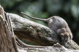 Norway rat (Rattus norvegicus), Emsland, Lower Saxony, Germany