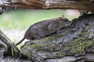 Norway rat (Rattus norvegicus), Emsland, Lower Saxony, Germany