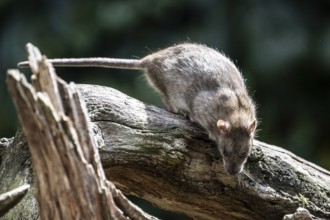 Norway rat (Rattus norvegicus), Emsland, Lower Saxony, Germany