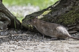 Norway rat (Rattus norvegicus), Emsland, Lower Saxony, Germany