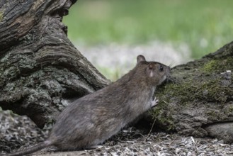 Norway rat (Rattus norvegicus), Emsland, Lower Saxony, Germany
