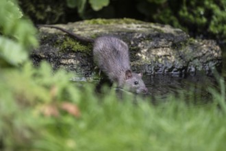 Norway rat (Rattus norvegicus), Emsland, Lower Saxony, Germany