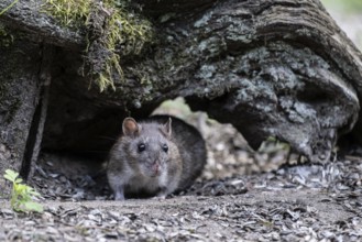 Norway rat (Rattus norvegicus), Emsland, Lower Saxony, Germany