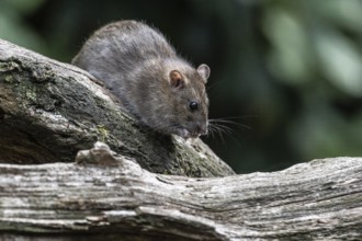 Norway rat (Rattus norvegicus), Emsland, Lower Saxony, Germany