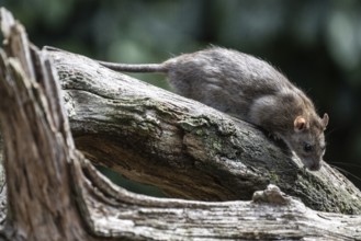 Norway rat (Rattus norvegicus), Emsland, Lower Saxony, Germany