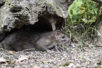 Norway rat (Rattus norvegicus), Emsland, Lower Saxony, Germany