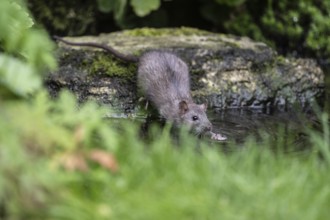 Norway rat (Rattus norvegicus), Emsland, Lower Saxony, Germany