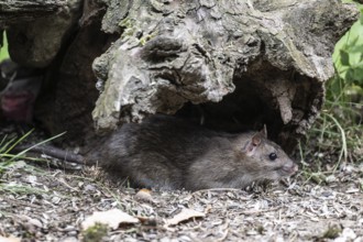 Norway rat (Rattus norvegicus), Emsland, Lower Saxony, Germany