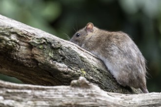 Norway rat (Rattus norvegicus), Emsland, Lower Saxony, Germany