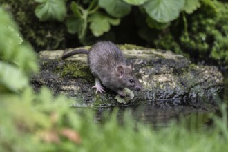 Norway rat (Rattus norvegicus), Emsland, Lower Saxony, Germany