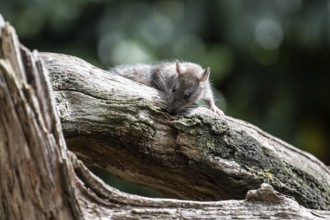 Norway rat (Rattus norvegicus), Emsland, Lower Saxony, Germany