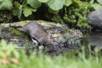 Norway rat (Rattus norvegicus), Emsland, Lower Saxony, Germany