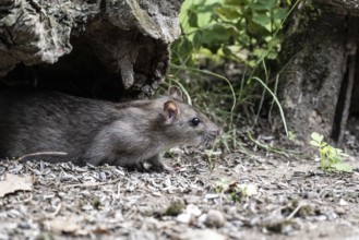 Norway rat (Rattus norvegicus), Emsland, Lower Saxony, Germany