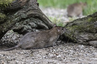 Norway rat (Rattus norvegicus), Emsland, Lower Saxony, Germany