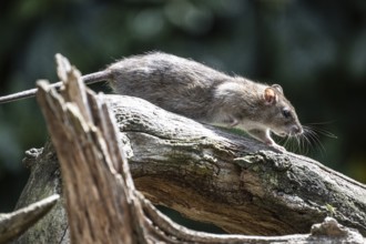 Norway rat (Rattus norvegicus), Emsland, Lower Saxony, Germany